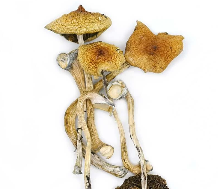 Shop Secondary Image